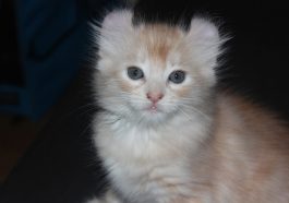 Kucing American Curl. Foto: Pixabay