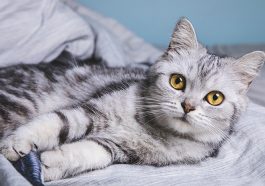 Ilustrasi Kucing. Foto: Halodoc