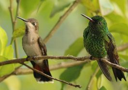burung kolibri. Foto: Chrysolampis mosquitus