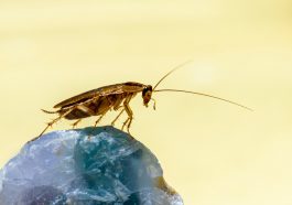 Dampak buruk jika kecoa punah.