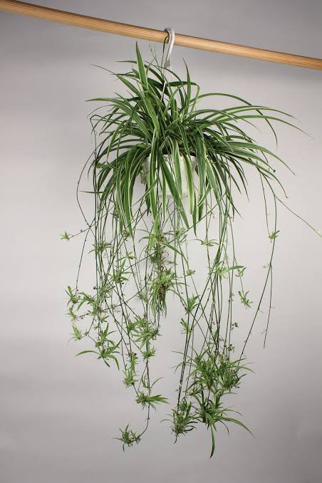 Lili paris (Foto: Lakewood Plant Company)