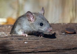 Alasan tikus sering jadi hewan percobaan.