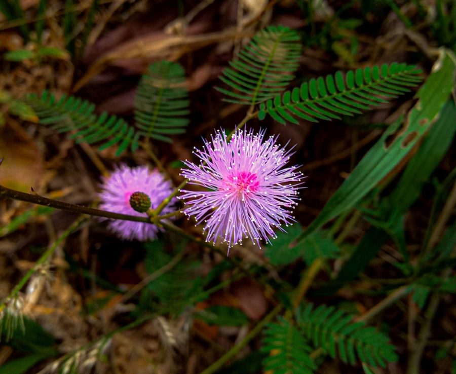 Ilustrasi putri malu.