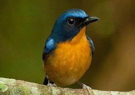 Burung Tledekan. Foto: Hewanee.com