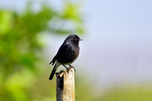 Tips Sukses Budidaya Burung Decu - Haluan Lifestyle
