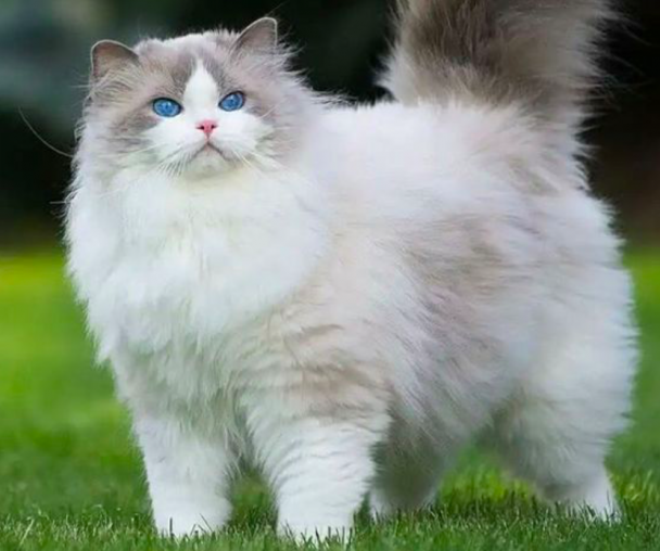 Kucing Hunani Fakta-fakta Menarik tentang Kucing Putih - Haluan Lifestyle
