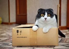 Ilustrasi Kucing. Foto: PXfuel