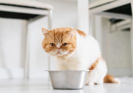Ilustrasi kucing minum susu (Freepik)