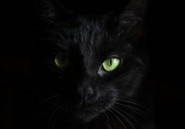 Mata kucing bersinar (Unsplash)