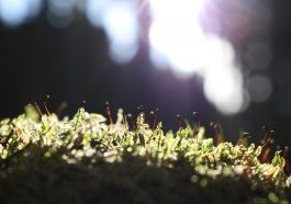 Ilustrasi gulma (Pexels)