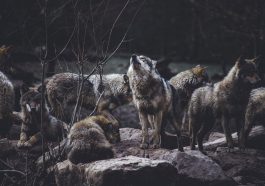 Gambar serigala melolong (Unsplash)