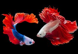 Ikan di akuarium (Unsplash)