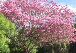 Bunga Tabebuya Surabaya. Foto: Taman tropis