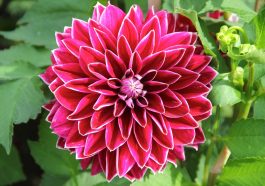 Bunga dahlia. Foto: Pixabay