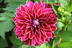Bunga dahlia. Foto: Pixabay