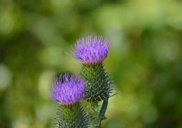 Bunga thistle. Foto: Pixabay