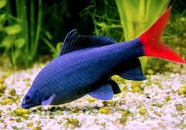 Red Tail Bala Shark. Foto Hewanee