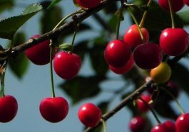 Ilustrasi Ceri acerola