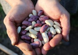 Kacang-kacangan sebagai jenis makanan berserat tinggi (Pixabay)