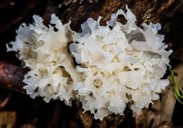 Jamur Tremella. Pixabay