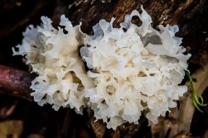 Jamur Tremella. Pixabay