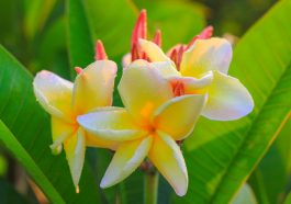 Bunga jepun. Foto: Pixabay