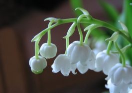 Bunga lily of the valley. Foto: Eskipaper