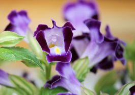 Bunga torenia. Foto: Pixabay