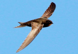 Burung kapinis. Foto: Omediapc.com