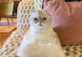 Kucing Taylor Swift (Instagram @taylorswift)