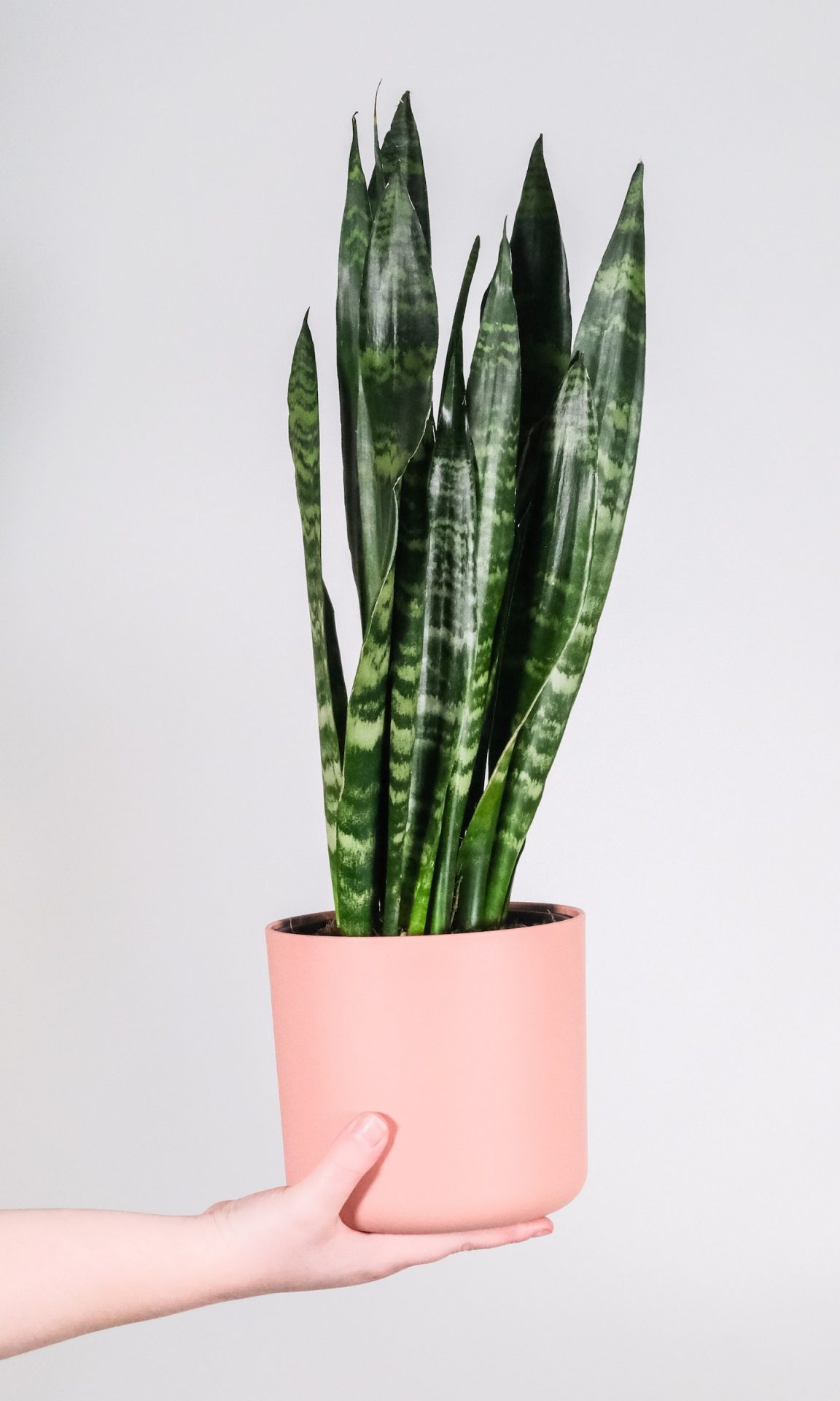 Ilustrasi tanaman hias sansivieria