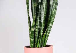 Ilustrasi tanaman hias sansivieria