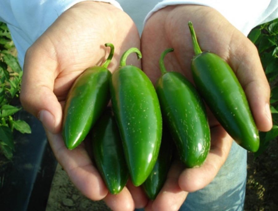 Jalapeno