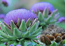 Artichoke, Tunas Bunga Thistle. Foto: Pixabay