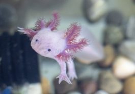 Axolotl. Foto: Pixabay