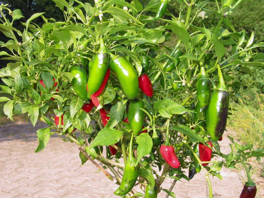 Cabai jalapeno