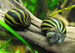 Keong turbo. Foto: Ikanesia