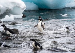 Benua Antartika. Credit: Unsplash