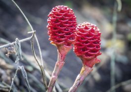 Shampoo Ginger Lily. Getty Image