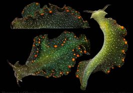 Siput daun bakau. Credit: Nick Volpe via Live Science