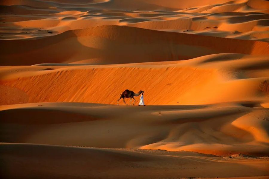 Oasis Liwa. Credit: The Guardian