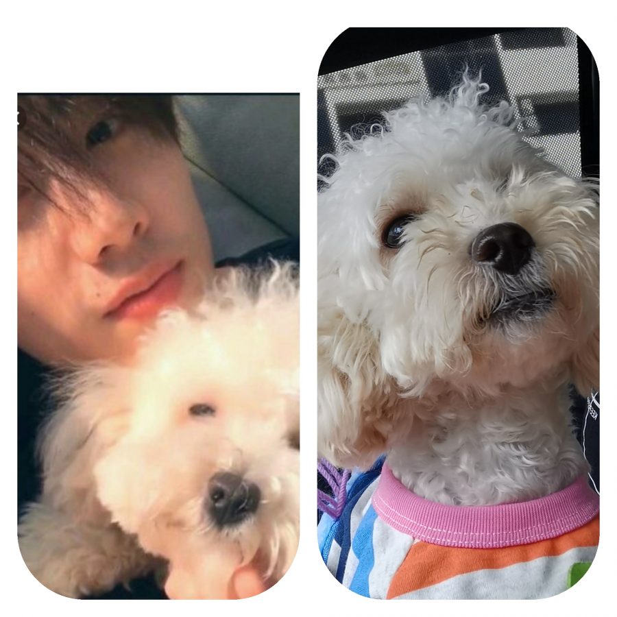Mark Tuan dan Milo