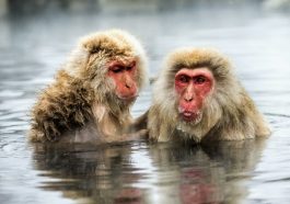 Monyet Japanese Macaque. Credit: Earth