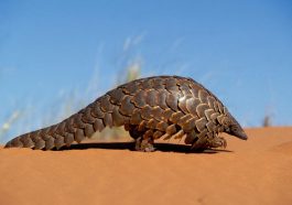 Trenggiling. Credit: WWF