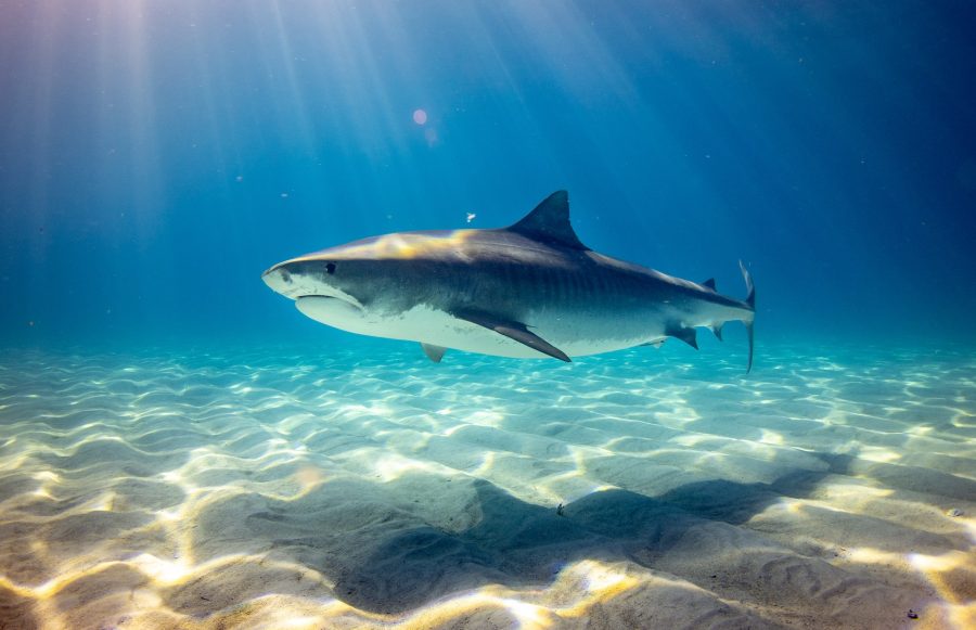 Ikan hiu. Foto: Unsplash