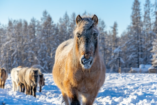 Kuda Siberia di Yakutsk. Credit: Unsplash