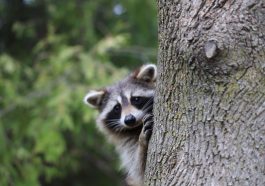 Rakun. Foto: Unsplash