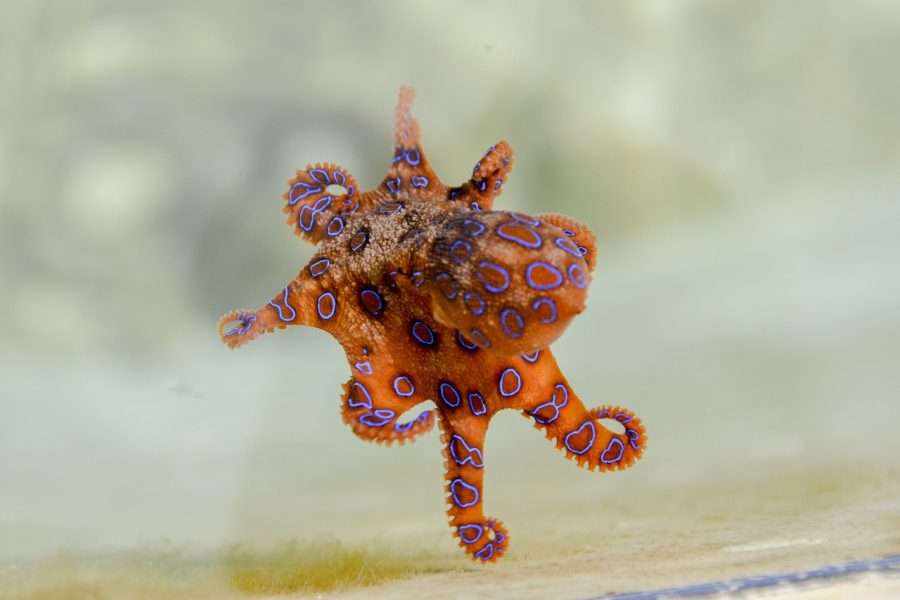 Ilustrasi Gurita Cincin Biru. Foto: Pixabay