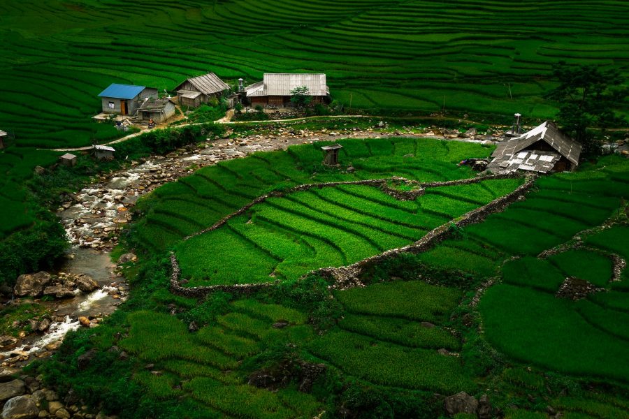 Ladang bertingkat di Sa Pa. Foto: Unsplash