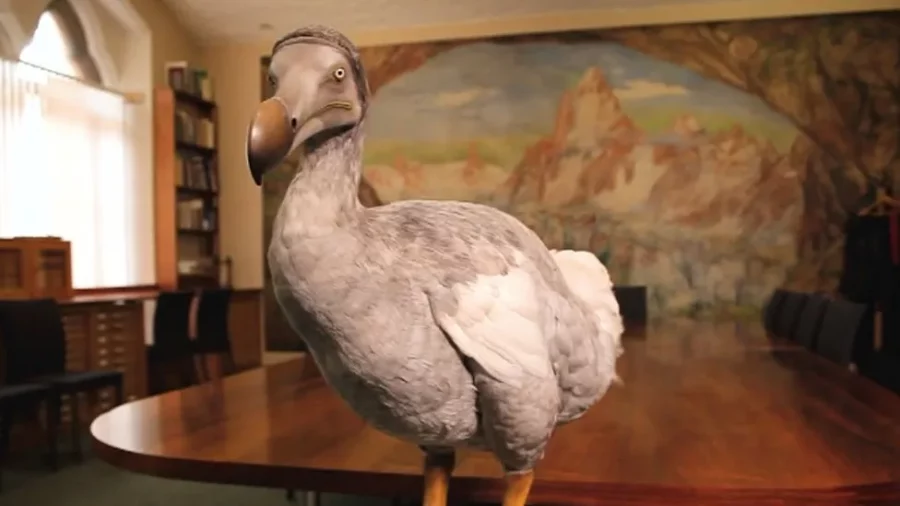 Model burung dodo yang dipajang di Oxford. Foto: University of Warwick